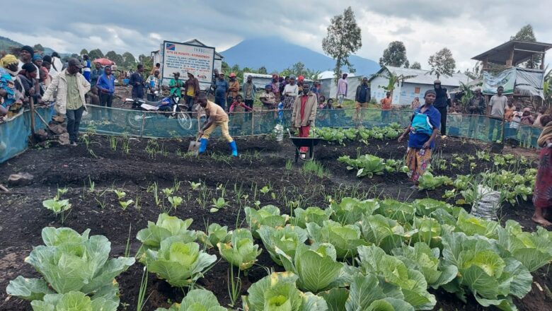 Nyiragongo : La FAO a déjà installé des « micros-jardins » pour 5 000 ménages dans les camps de déplacés