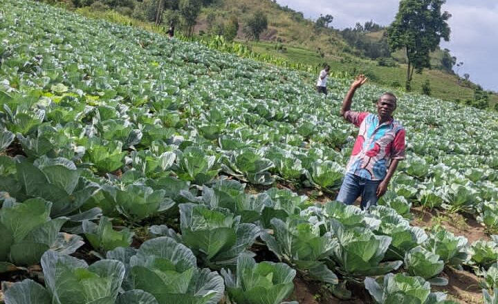 Nord–Kivu : Malgré la guerre, une coopérative agricole répond à la demande des consommateurs du choux (Exclusif)