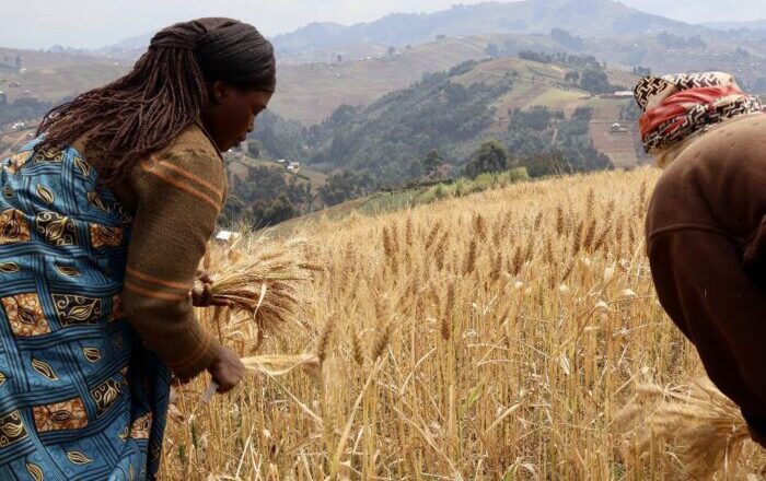 Lubero: L’ICCN, catalyseur d’une agriculture « florissante » symbolisée par la renaissance de la « culture du blé »