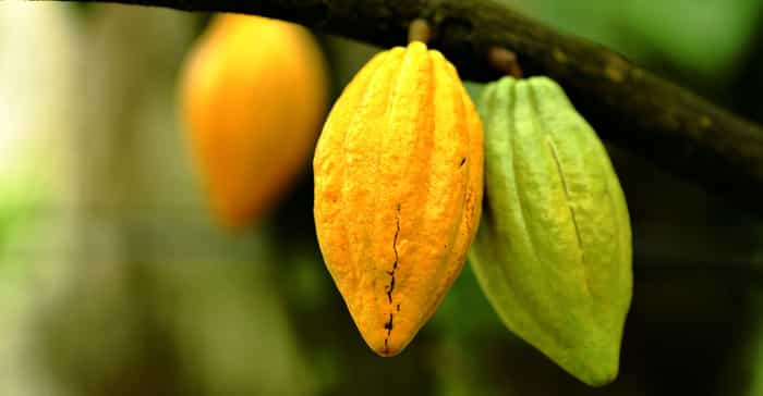 Mambasa : Sous menace terroriste, les « cacaoculteurs » profitent de leur récolte