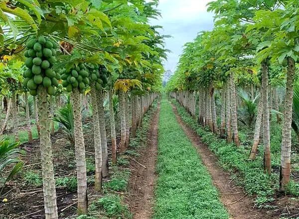 RDC: Produire la papaye à grande échelle, un atout pour les agriculteurs congolais