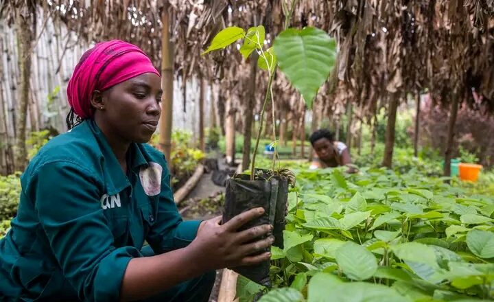 JIF: l’ICCN salue la contribution des femmes aux efforts de conservation du parc des Virunga (Message)