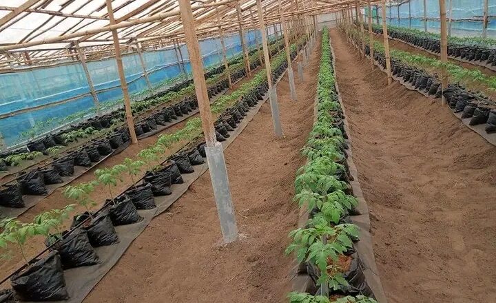 Nord-Kivu : A Goma, Ujamaa Holding annonce une rencontre de 500 agriculteurs pour maximiser leurs compétences