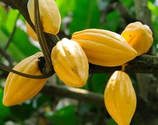 Marché International : Le prix du Cacao explose, une tonne coûte désormais plus chère que celle de cuivre