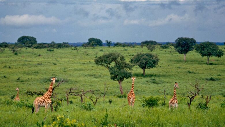 JM de l’environnement: le Parc National des Virunga menacé de 300 hectares du couvert forestier