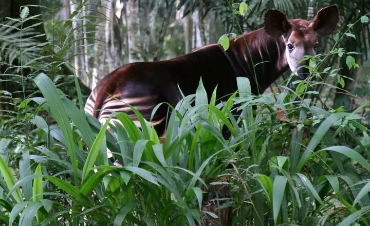 Réserve de Faune à Okapis: CORACON mobilise les communautés locales à travers la production des informations fiables