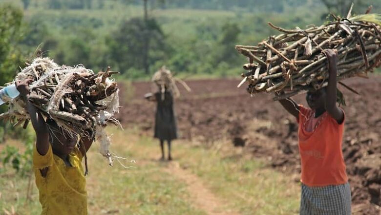 Beni : Les habitants du village Kambo se réjouissent du ramassage des bois de chauffe dans le PNVi