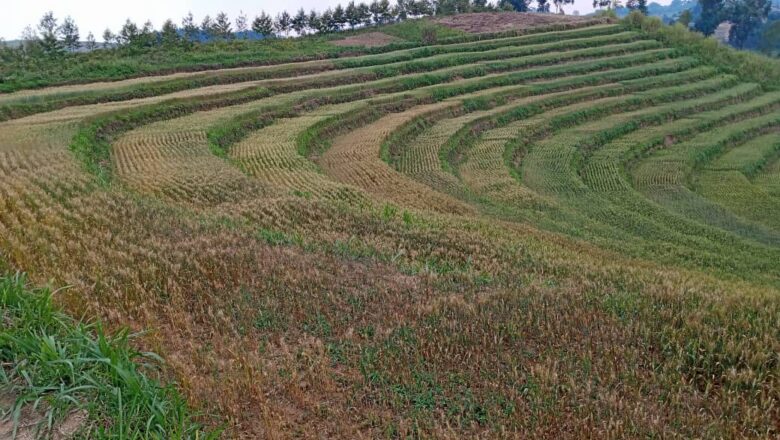 Nouvelles variétés du blé à Lubero: l’ère de l’agriculture sonne avec l’ICPEP 20 ans après