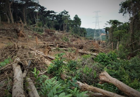 RDC: « Qui deboise-reboise » pour décourager la déforestation, de quoi prêche les organisations du secteur? 